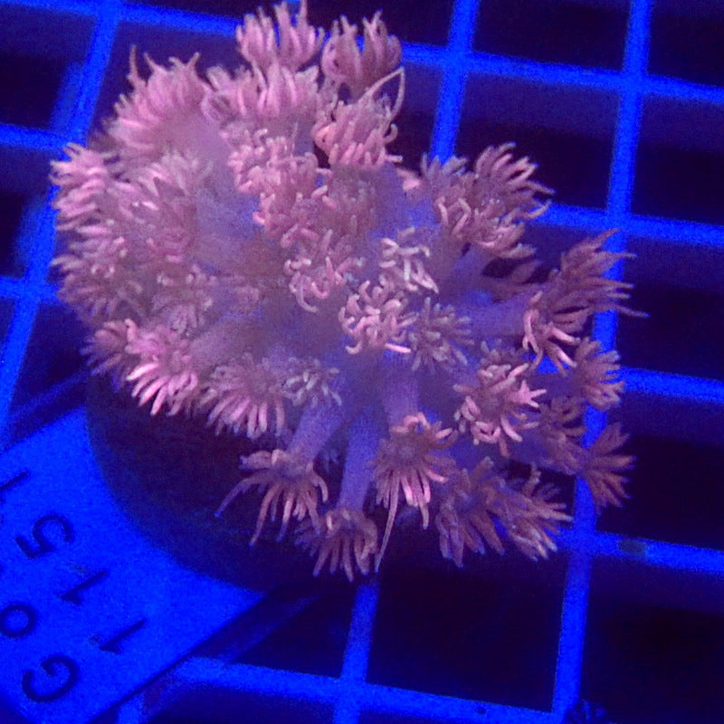 Unique Pink Goniopora WYSIWYG Goni 1151