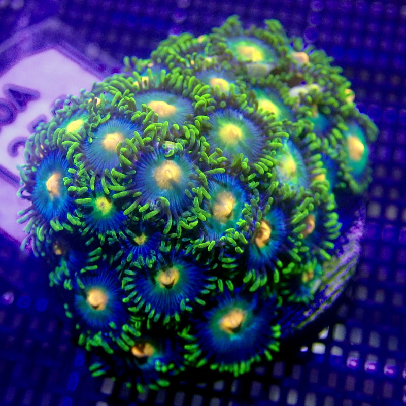 WYSIWYG ZOA 1255, GREEN, BLUE, & YELLOW ZOANTHIDS CORAL Indigo Corals