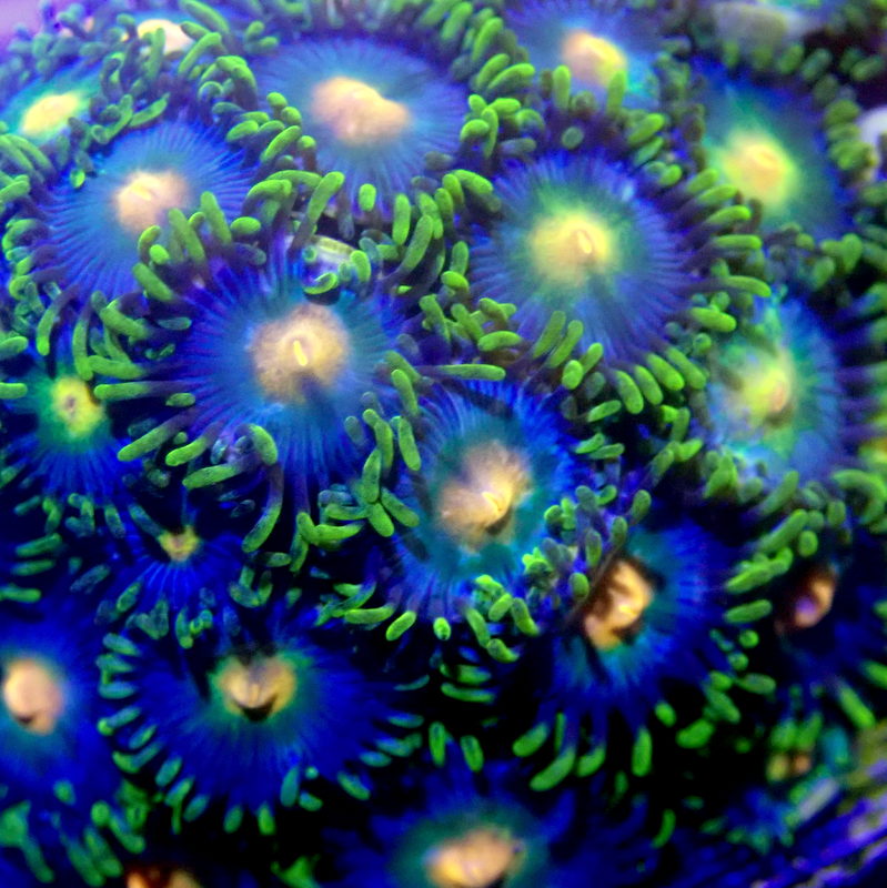 WYSIWYG ZOA 1255, GREEN, BLUE, & YELLOW ZOANTHIDS CORAL Indigo Corals