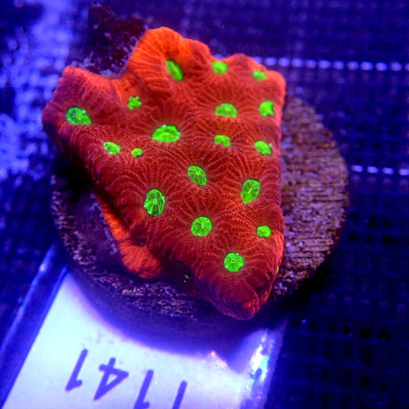 Ultra Red Favites Frag WYSIWYG Favia 1141