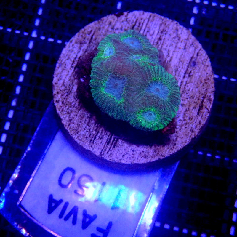 Green and Blue Favia Frag WYSIWYG Favia 1150