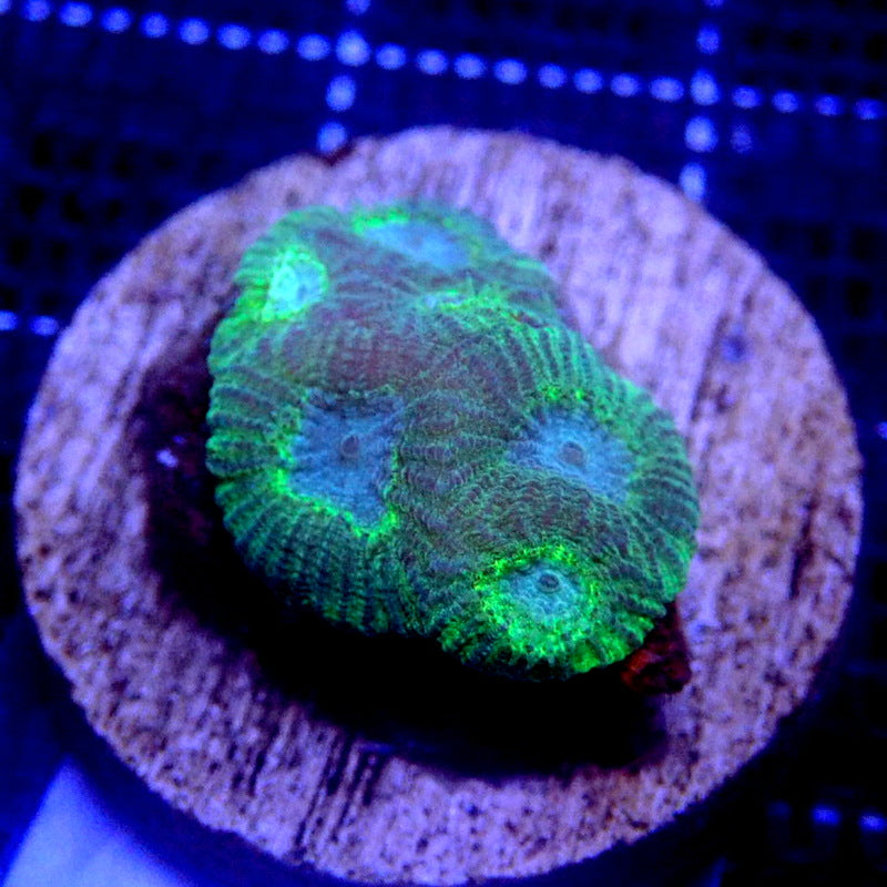 Green and Blue Favia Frag WYSIWYG Favia 1150