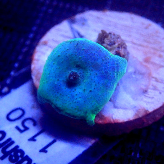 Blue Discosoma Mushroom WYSIWYG Mushroom 1150