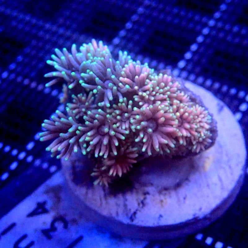 Purple and Pink Goniopora WYSIWYG Goni 1134