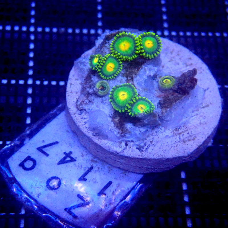 Yellow and Green Zoanthids WYSIWYG Zoa 1147