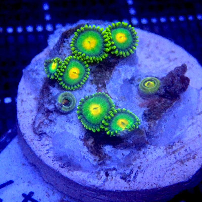 Yellow and Green Zoanthids WYSIWYG Zoa 1147