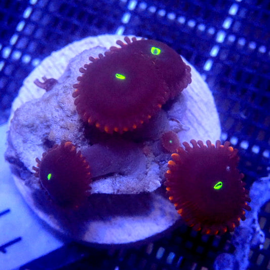 People Eater Zoanthids WYSIWYG Zoa 1144