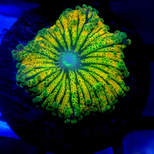 Orange & Yellow Yuma Mushroom WYSIWYG Yuma 1112