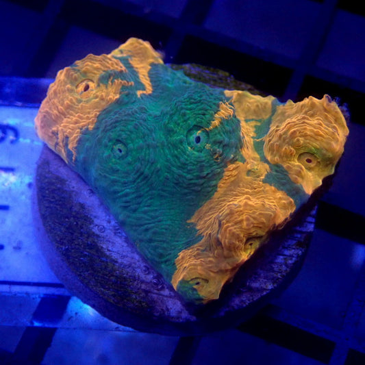 Orange & Green Chalice Frag WYSIWYG Chalice 1119