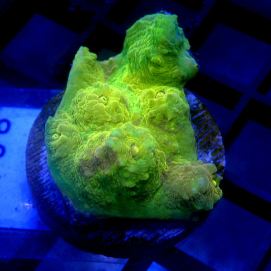 RARE Gold Chalice Coral WYSIWYG Chal 1108