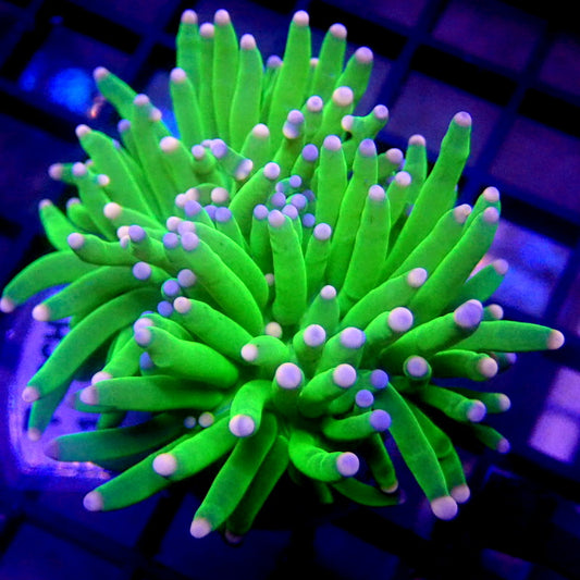 Malaysian Cotton Candy Torch Coral WYSIWYG Torch 1193