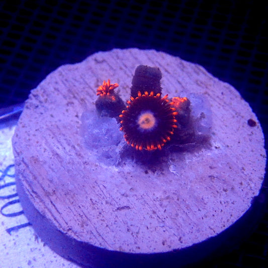 Red and Blue Zoanthid WYSIWYG Zoa 1008