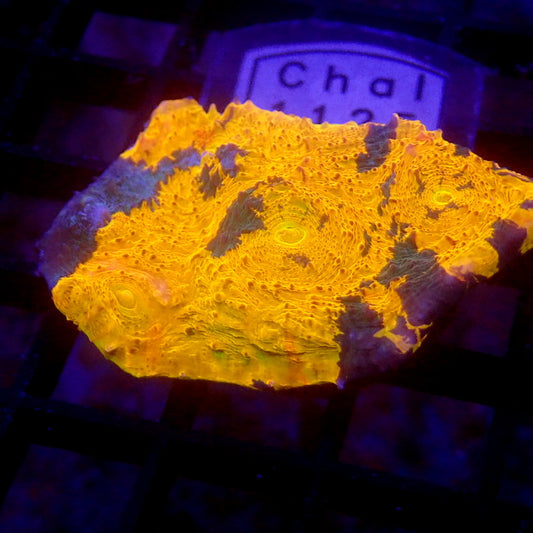 NEON Orange Chalice WYSIWYG Chal 1125