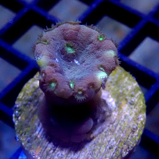 Pagoda Cup Coral TINY WYSIWYG K3066