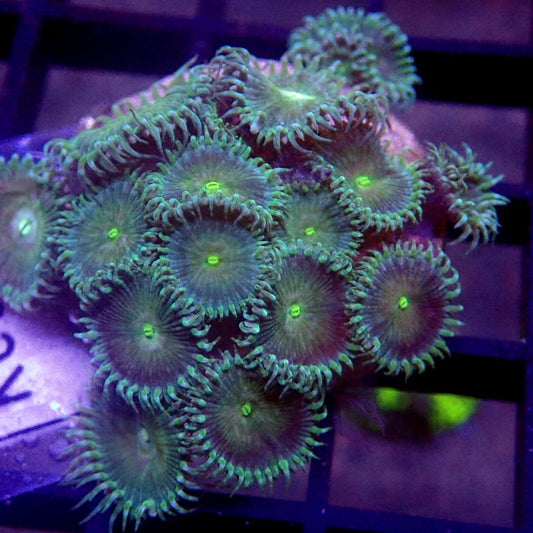 Green Palys FAST GROWING WYSIWYG K6028