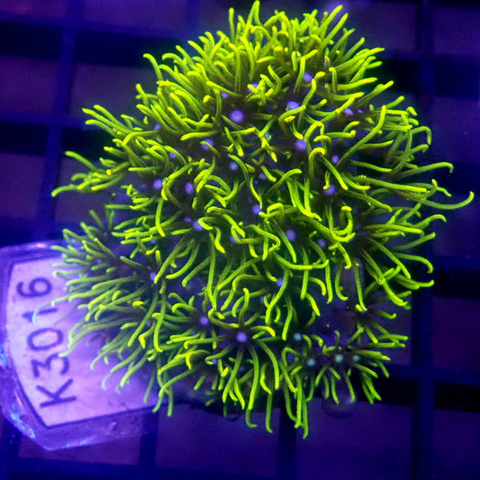 Green Star Polyps GSP WYSIWYG K3016