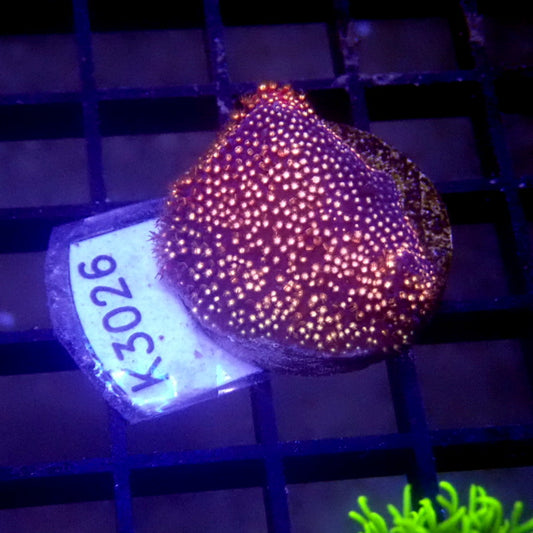 Pink Stylocoeniella Frag WYSIWYG K3026