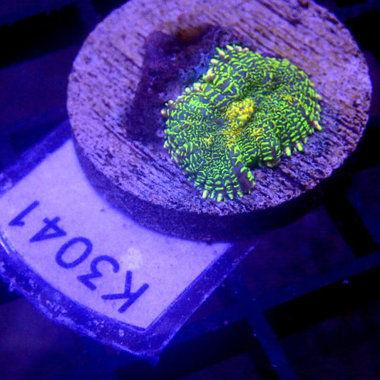 Yellow & Green Mushroom WYSIWYG K3041