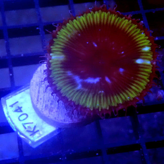 Palythoa Grandis WYSIWYG K7041