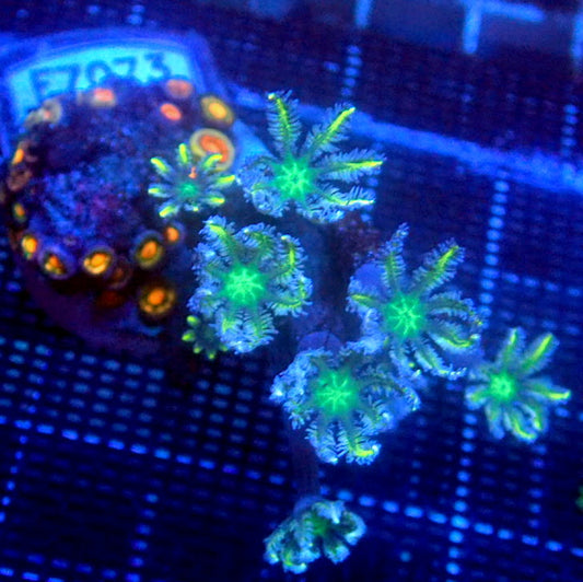 Clove Polyps and Zoa Combo Frag WYSIWYG F7073