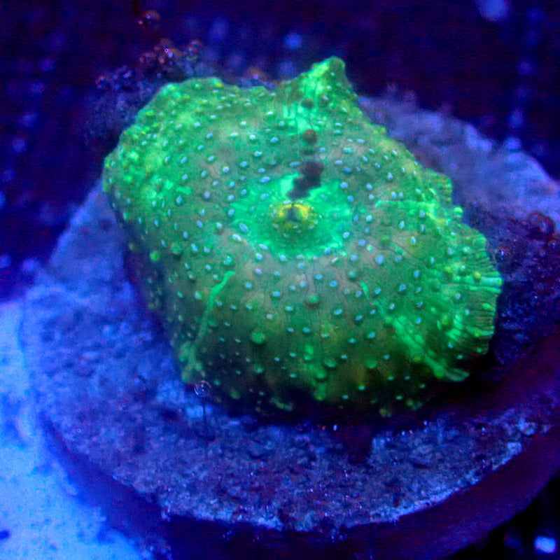 Unique Green Discosoma Mushroom WYSIWYG Mushroom 1144