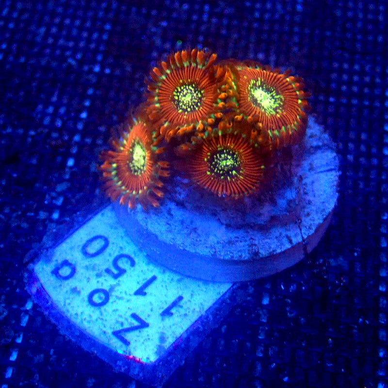 ULTRA Magician Zoanthids WYSIWYG Zoa 1150