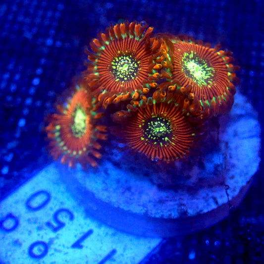 ULTRA Magician Zoanthids WYSIWYG Zoa 1150