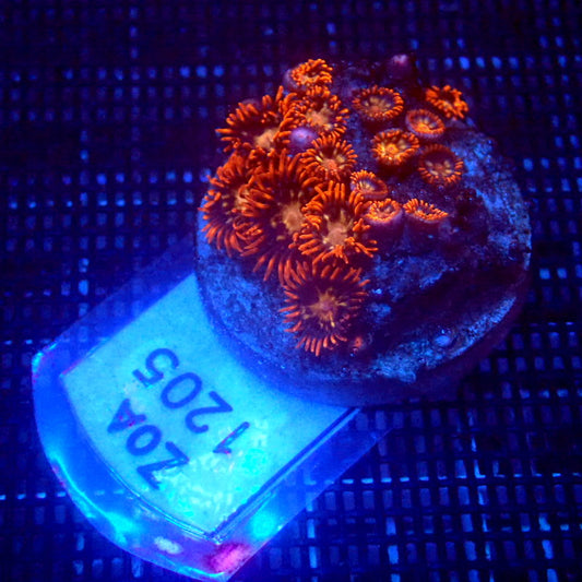 Red Zoanthids WYSIWYG Zoa 1205