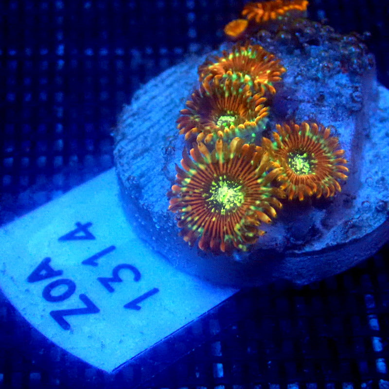 ULTRA Magician Zoanthids WYSIWYG Zoa 1314