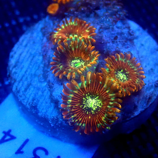 ULTRA Magician Zoanthids WYSIWYG Zoa 1314