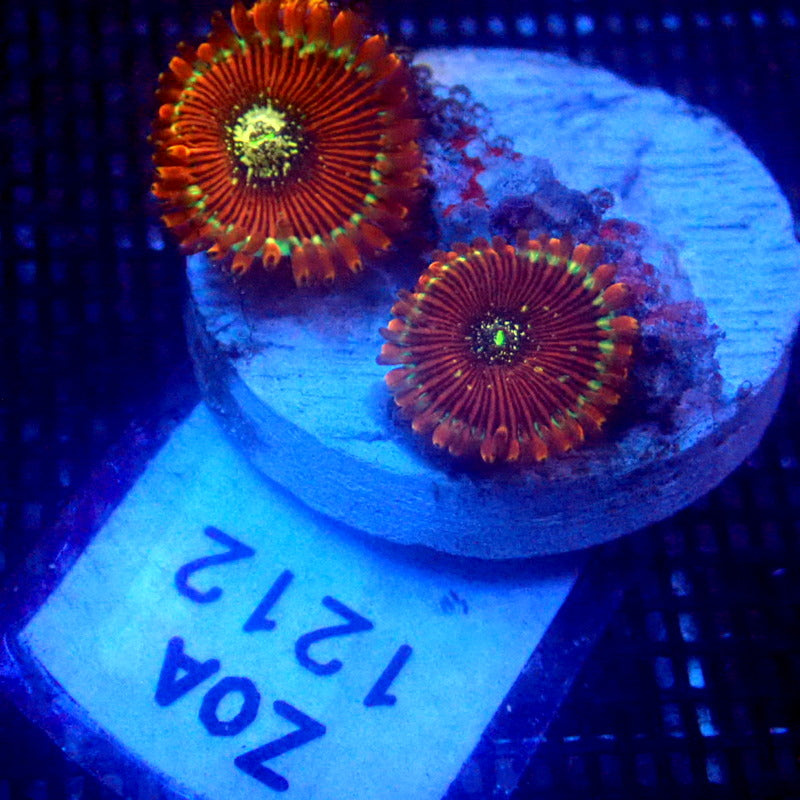 ULTRA Magician Zoanthids WYSIWYG Zoa 1212