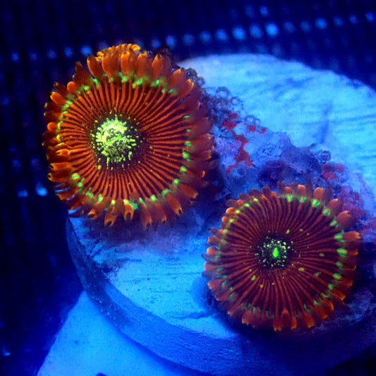 ULTRA Magician Zoanthids WYSIWYG Zoa 1212