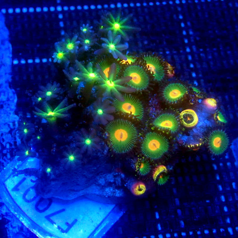 Cloves and Zoanthid Combo Frag WYSIWYG F7001