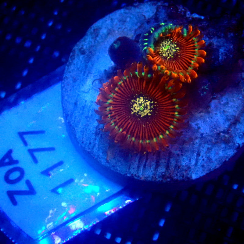 ULTRA Magician Zoanthids WYSIWYG Zoa 1177