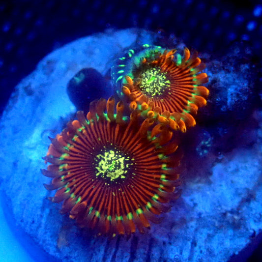 ULTRA Magician Zoanthids WYSIWYG Zoa 1177