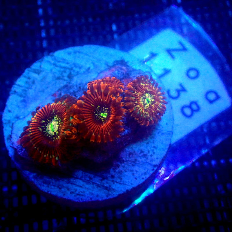 ULTRA Magician Zoanthids WYSIWYG Zoa 1138 – Indigo Corals