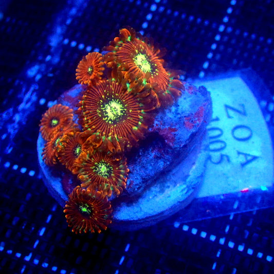 ULTRA Magician Zoanthids WYSIWYG Zoa 1005