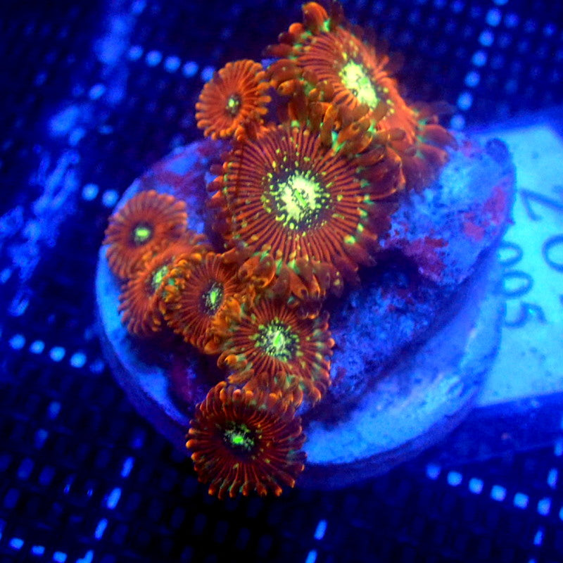 ULTRA Magician Zoanthids WYSIWYG Zoa 1005