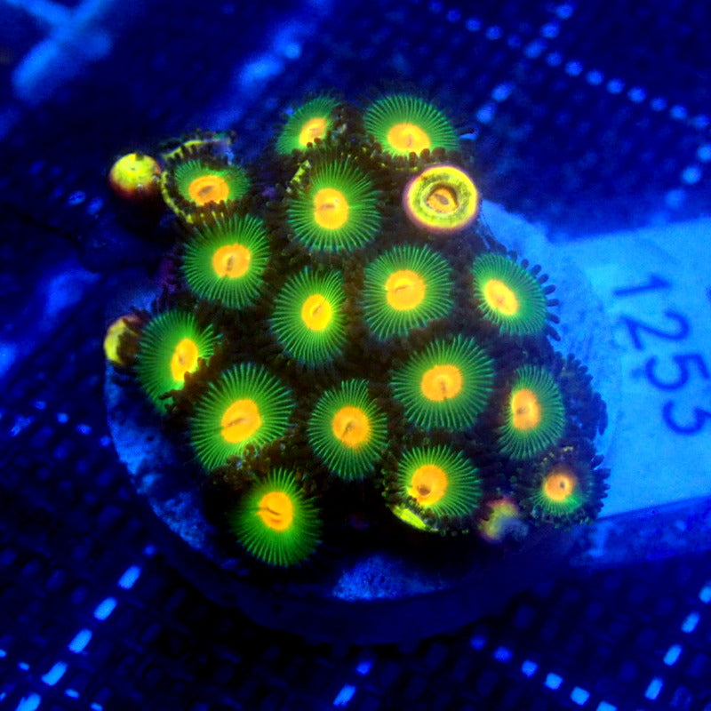 Green and Orange Zoanthids WYSIWYG Zoa 1253