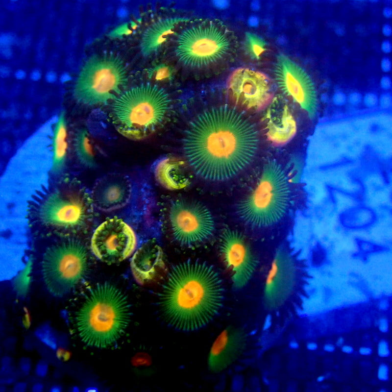 Green and Orange Zoanthids WYSIWYG Zoa 1204