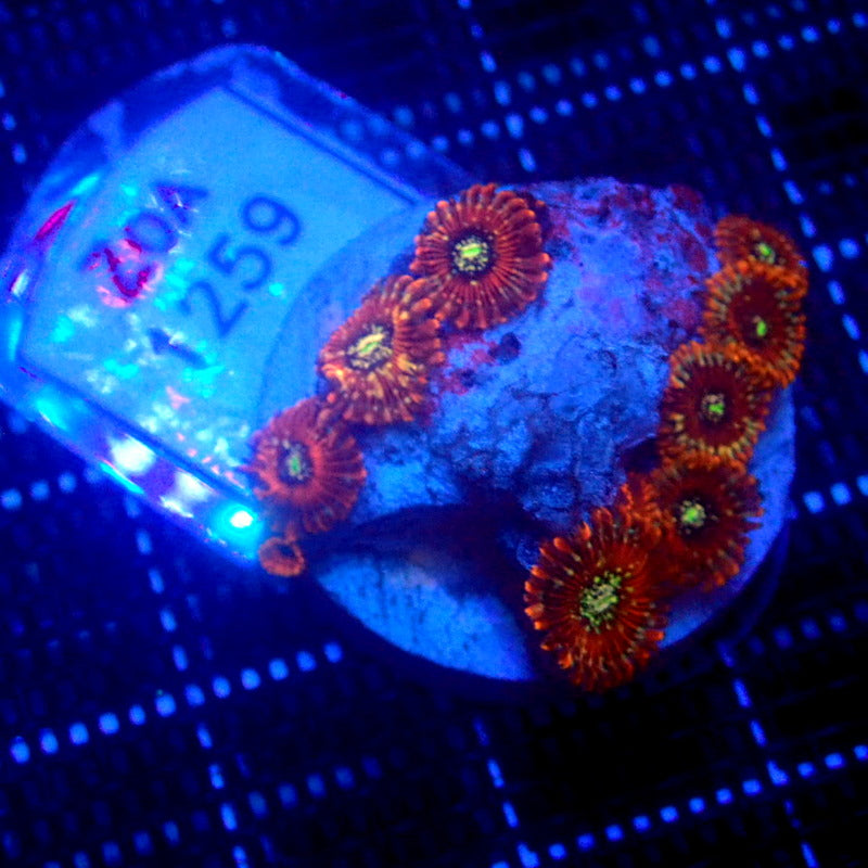 ULTRA Magician Zoanthids WYSIWYG Zoa 1259