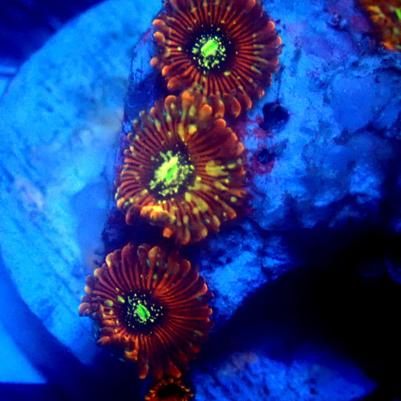 ULTRA Magician Zoanthids WYSIWYG Zoa 1259