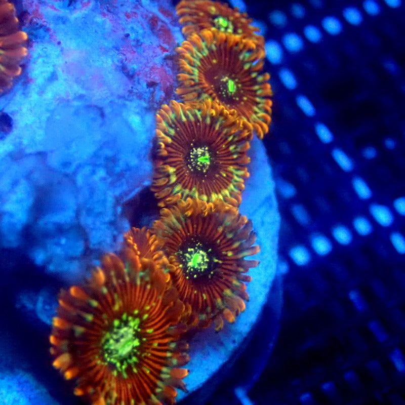 ULTRA Magician Zoanthids WYSIWYG Zoa 1259