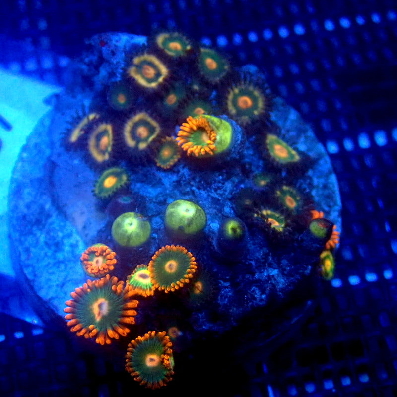 Zoanthid Combo Frag WYSIWYG Zoa 1187