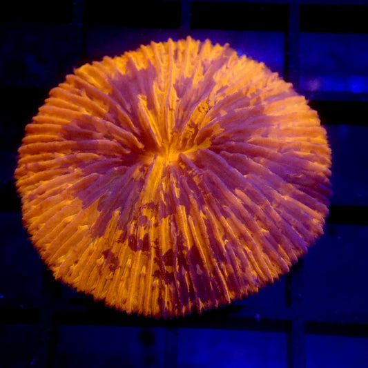 Orange & Blue Plate Coral WYSIWYG #69
