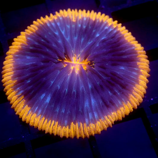 Blue & Orange Plate Coral WYSIWYG #68