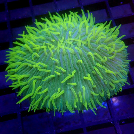 Ultra Green Plate Coral WYSIWYG #81