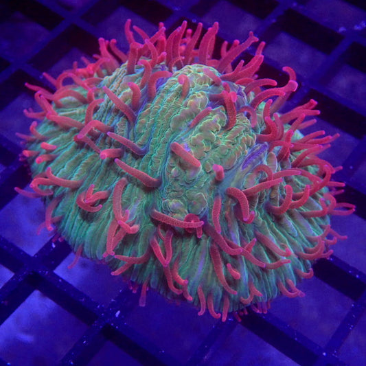 Red Tentacle Diaseris Plate Coral WYSIWYG #74