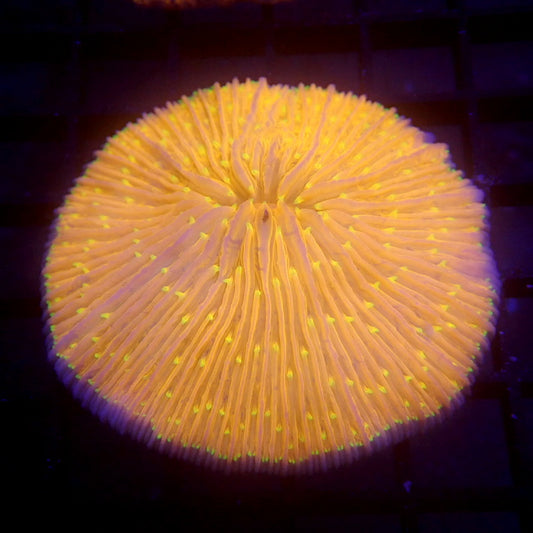 Orange Plate Yellow Tentacles WYSIWYG #61