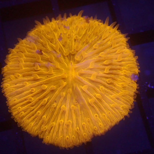 TINY NEON ORANGE Plate Coral WYSIWYG #55